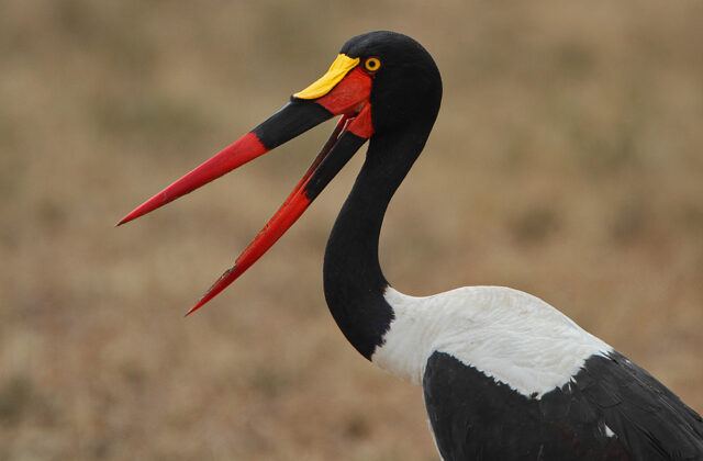 Saddle-billed Stork
