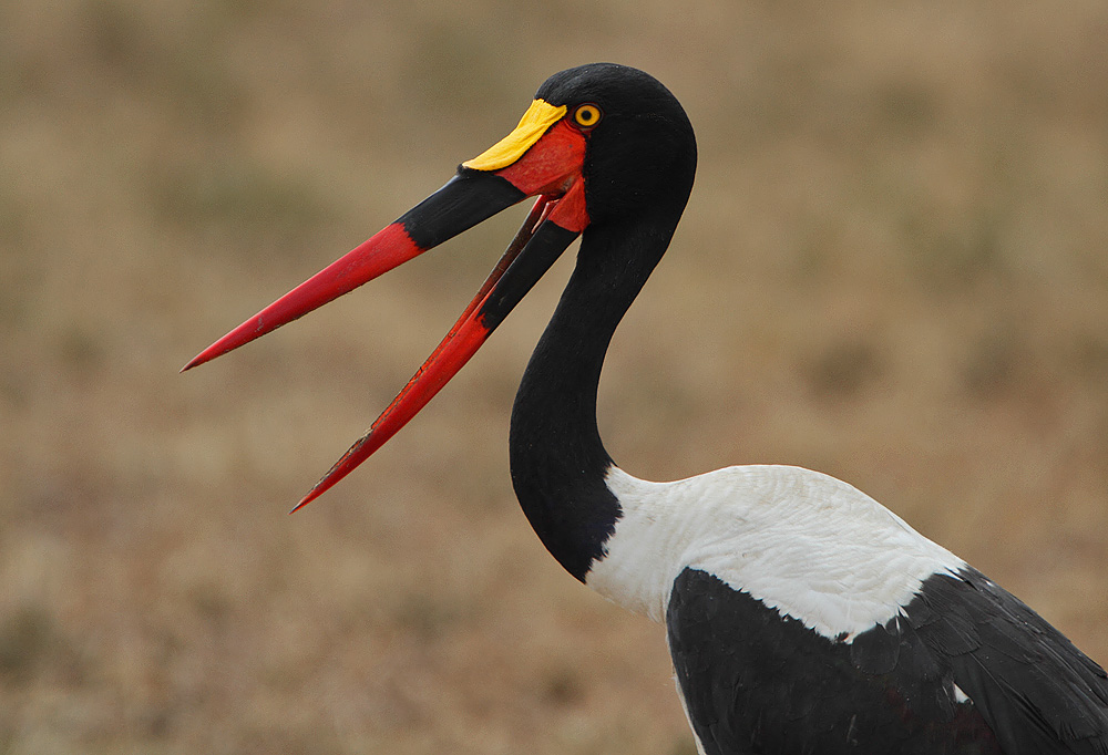 Saddle-billed Stork
