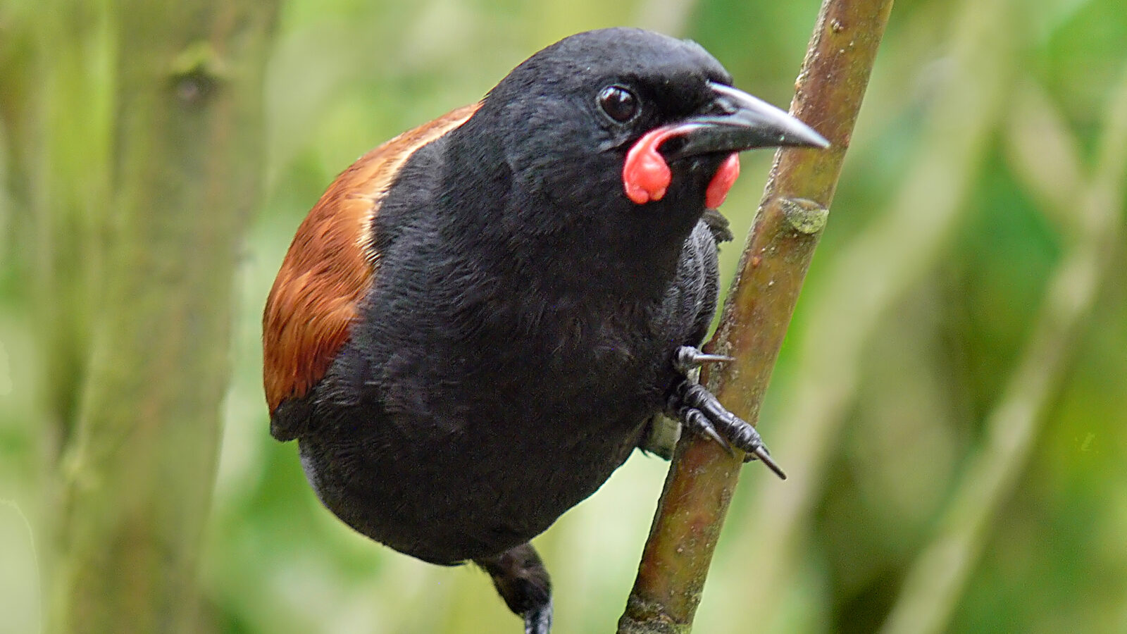 South Island Saddleback