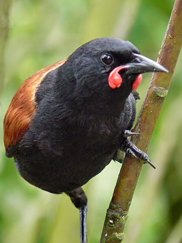 South Island Saddleback