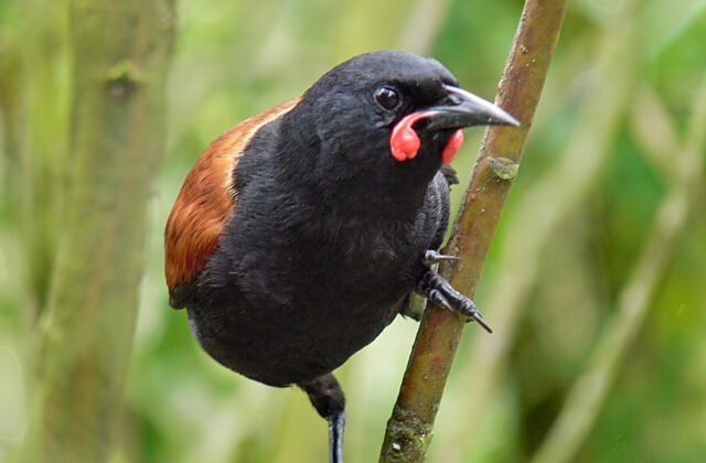 South Island Saddleback
