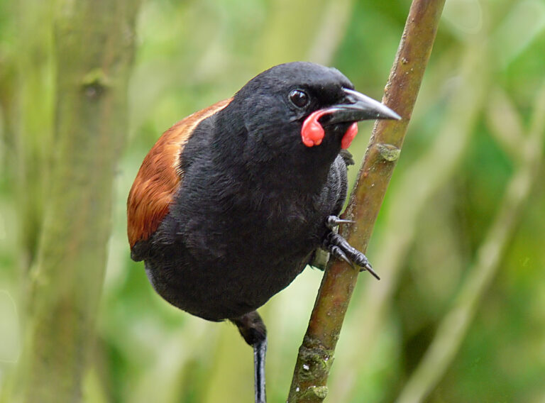South Island Saddleback