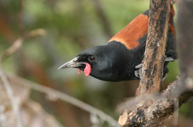 North Island Saddleback