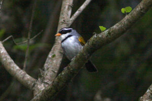 Moss-backed Sparrow