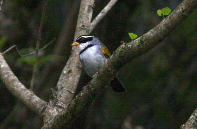 Moss-backed Sparrow