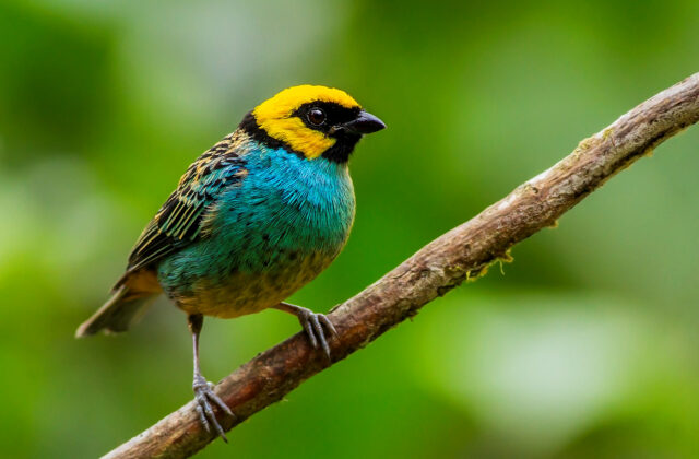 Saffron-crowned Tanager