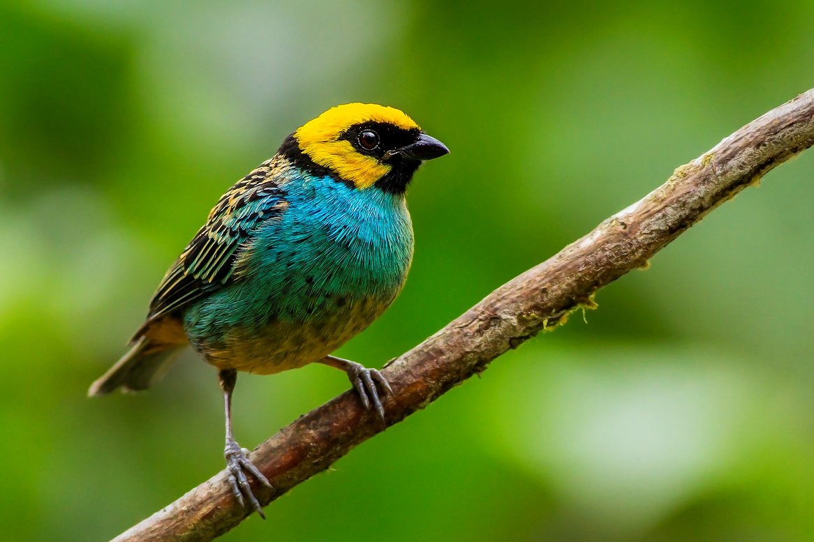 Saffron-crowned Tanager