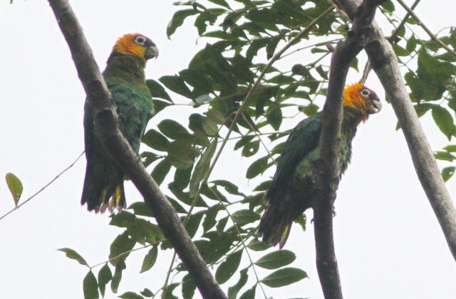 Saffron-headed Parrot
