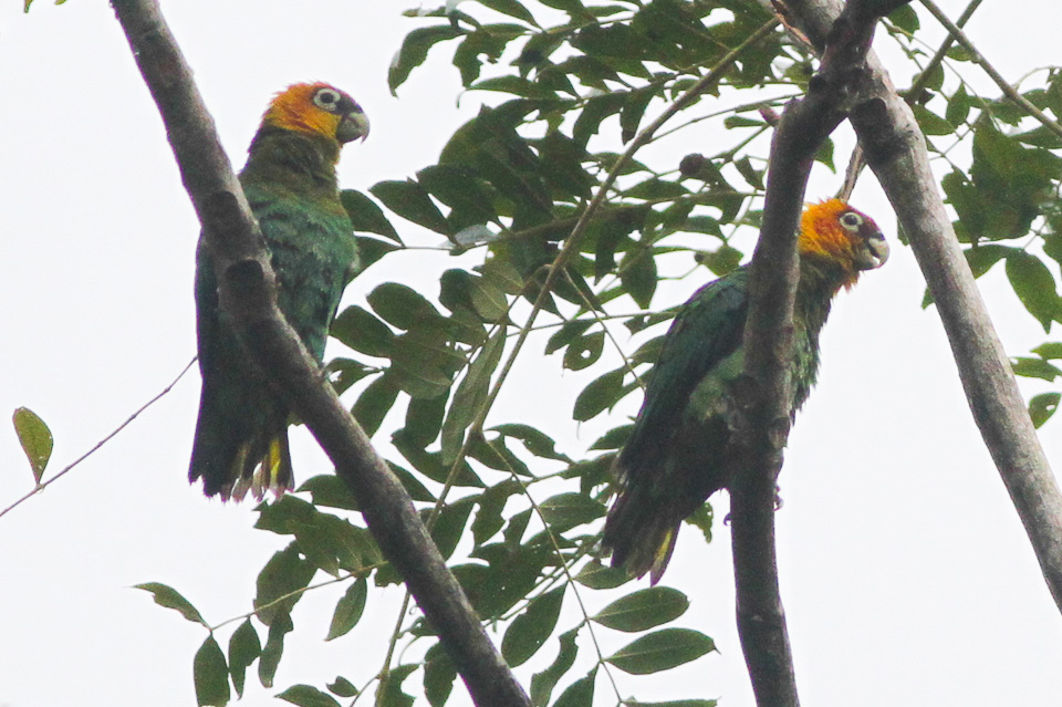 Saffron-headed Parrot