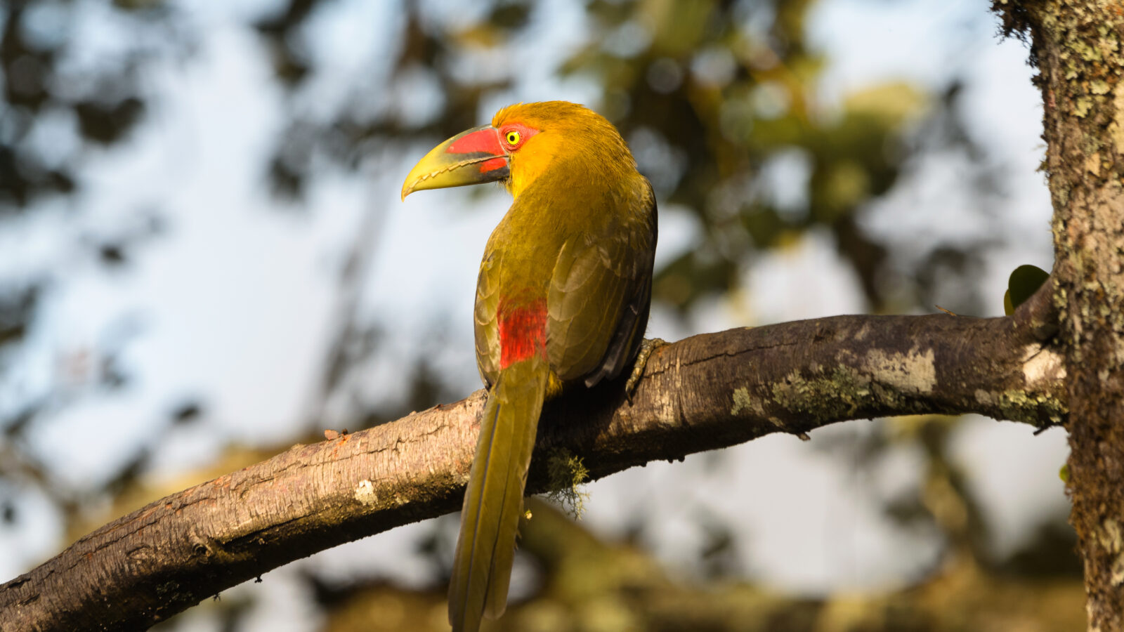 Saffron Toucanet