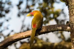 Saffron Toucanet