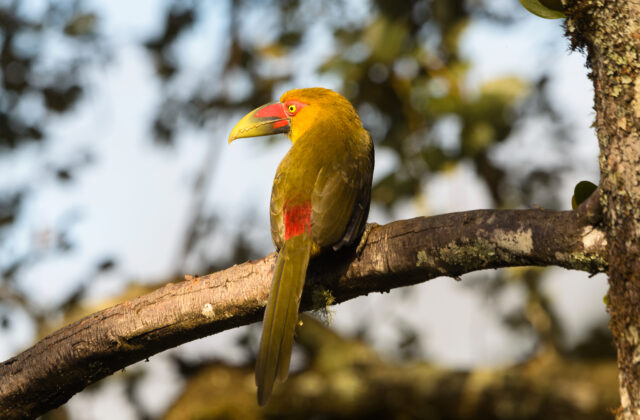 Saffron Toucanet