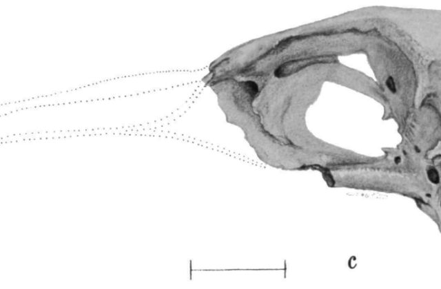 St. Helena Rail