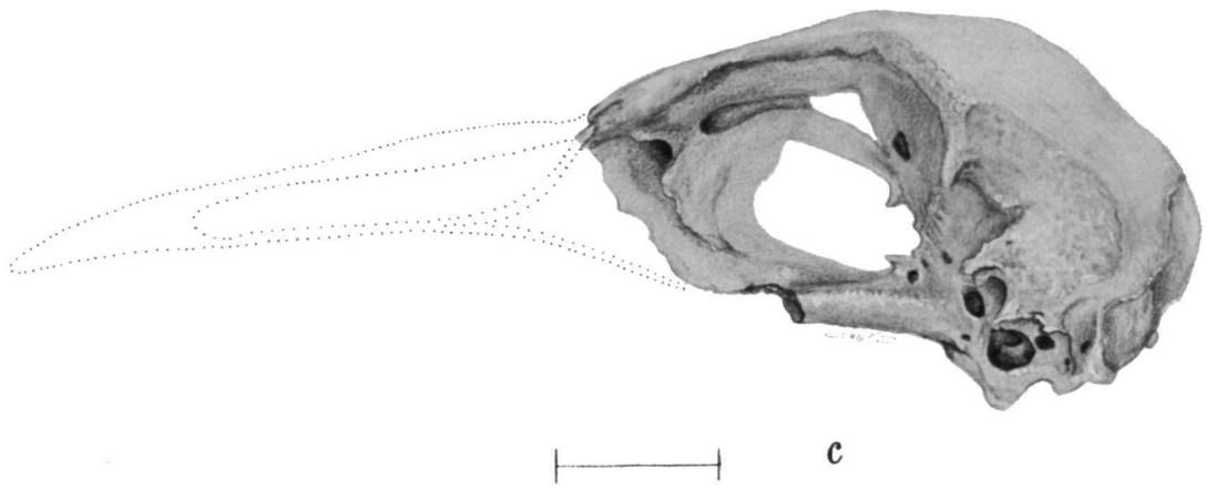 St. Helena Rail