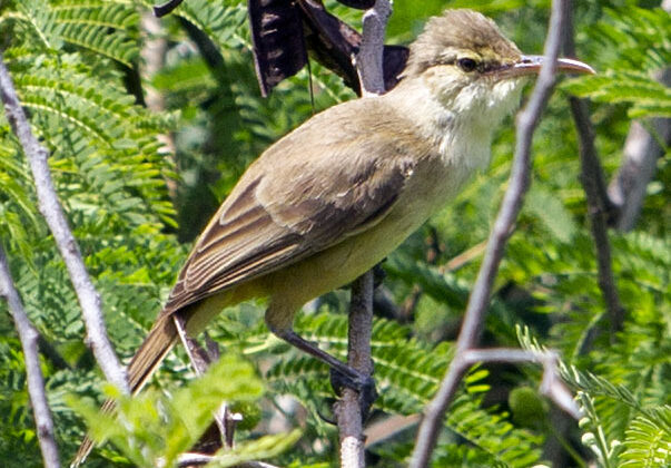 Saipan Reed Warbler