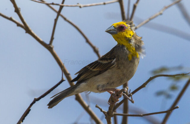 Sakalava Weaver