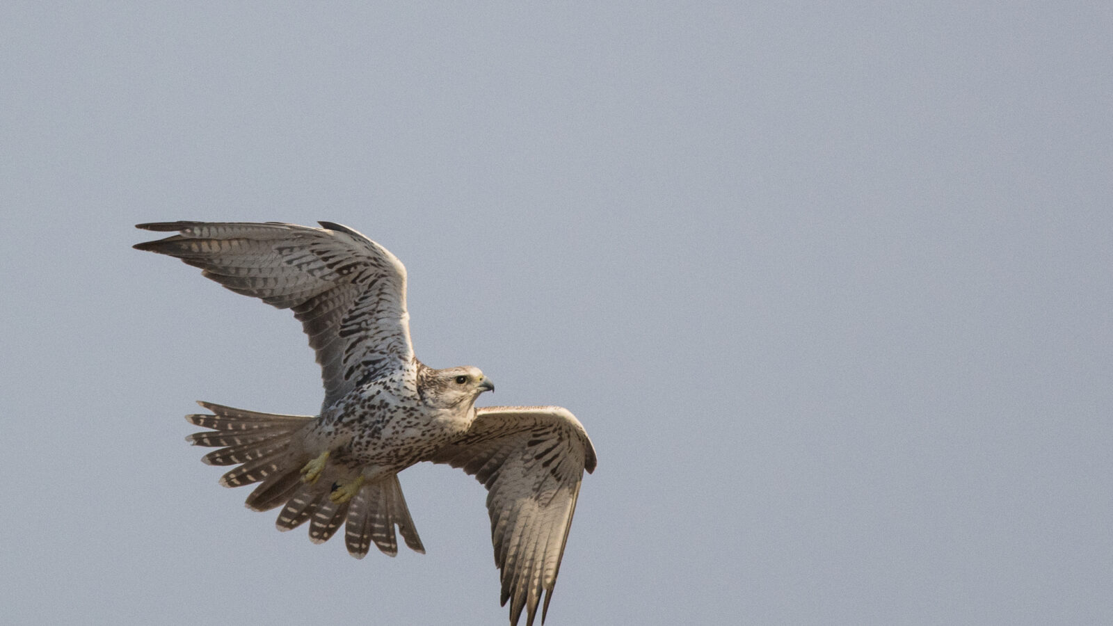 Saker Falcon