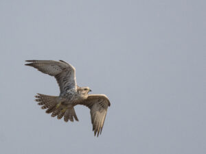 Saker Falcon