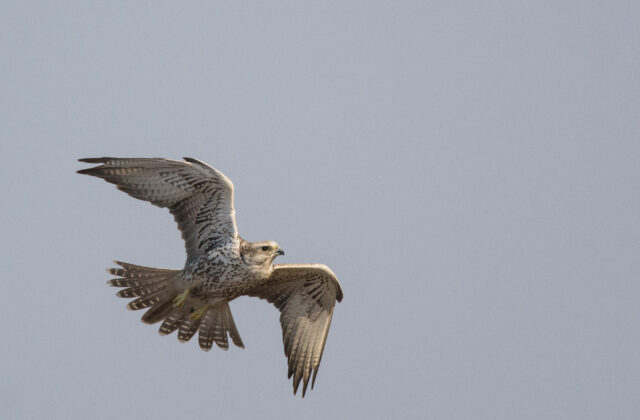 Saker Falcon