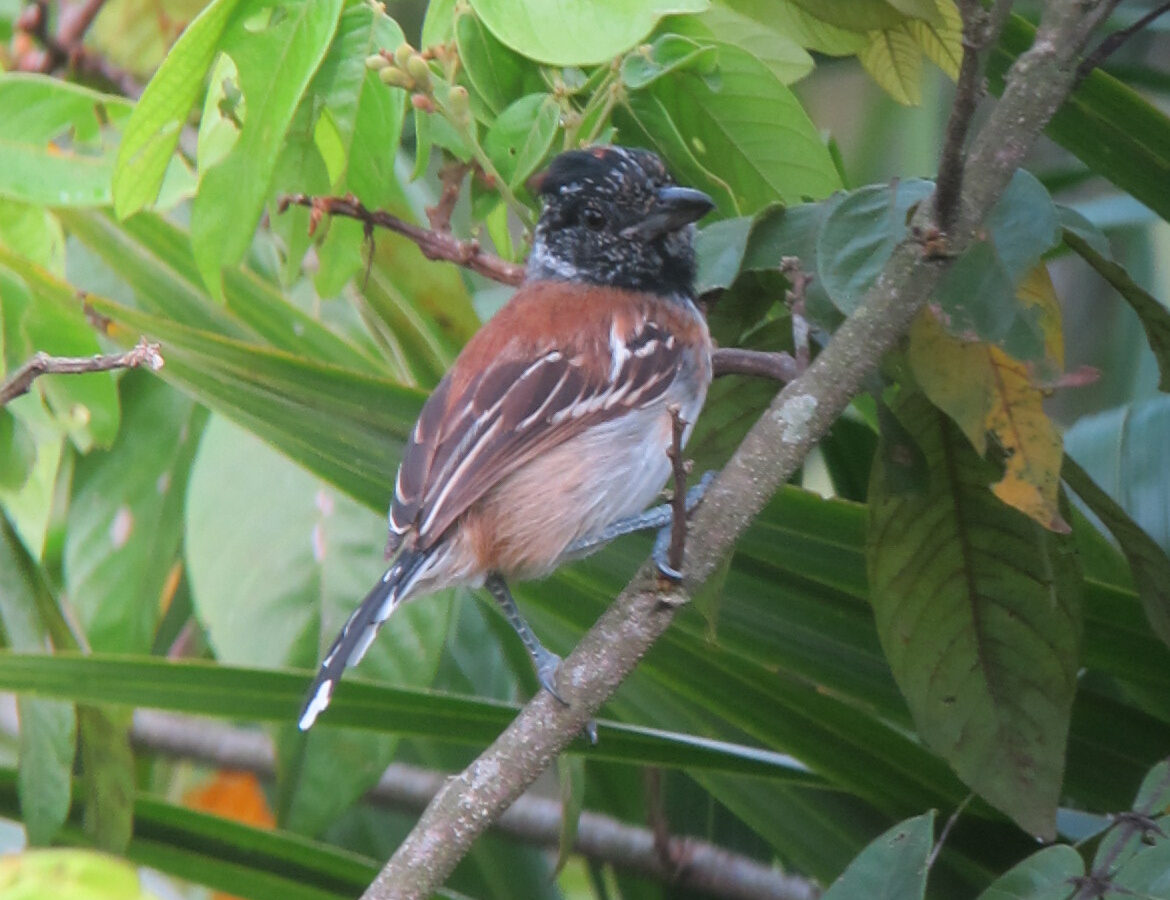 Black-crested Antshrike