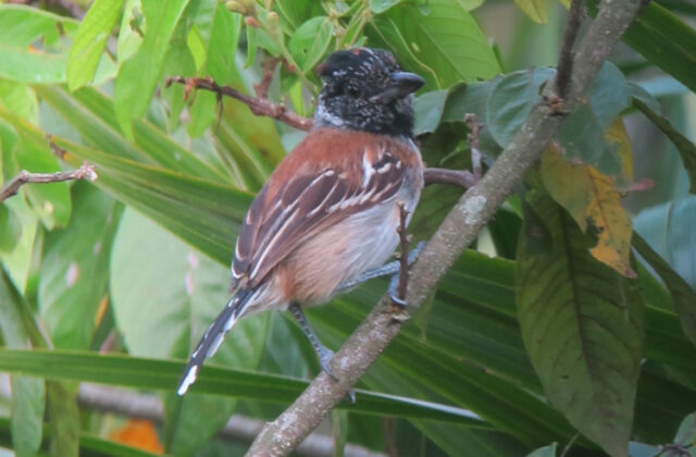 Black-crested Antshrike