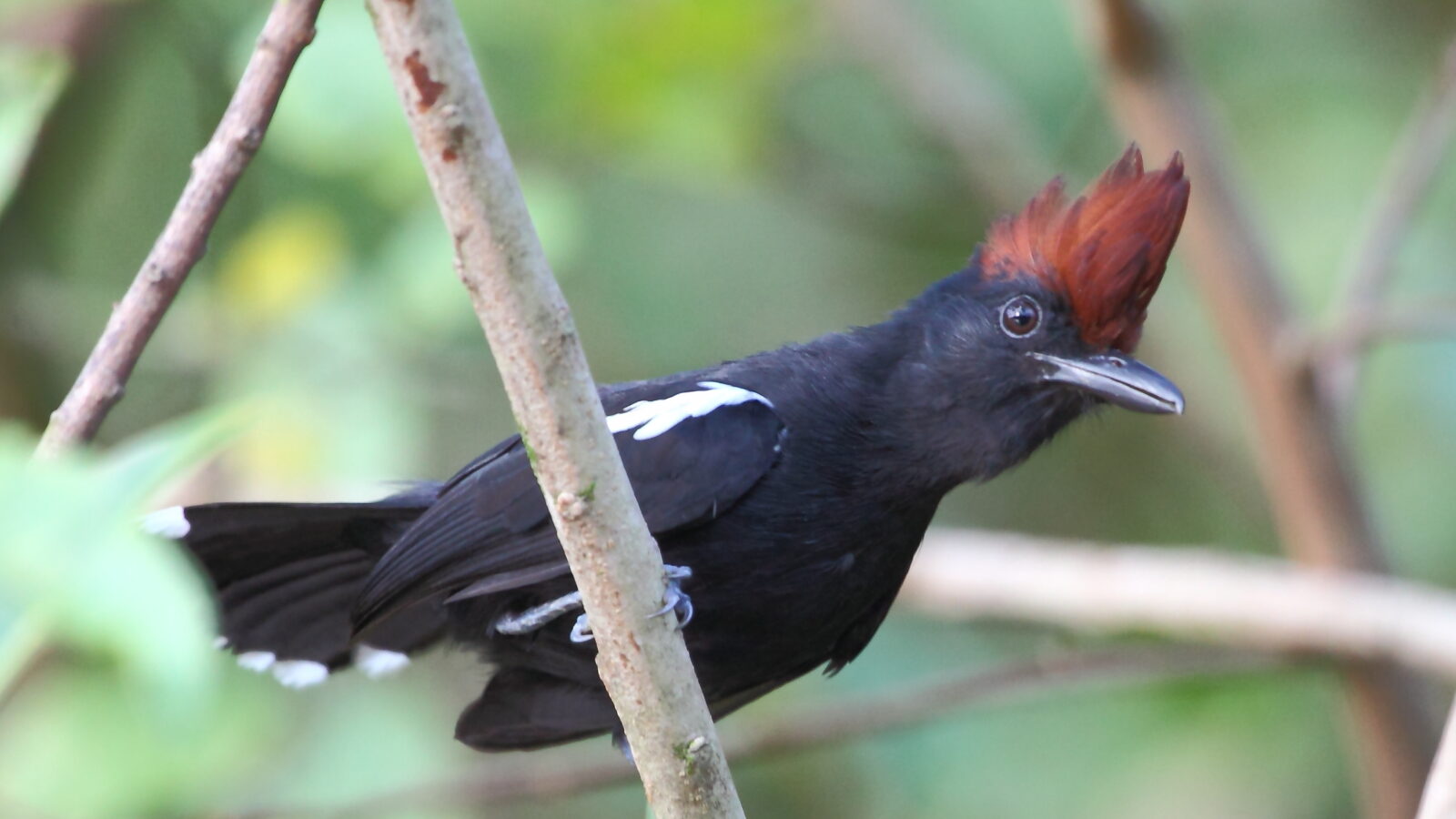 Glossy Antshrike