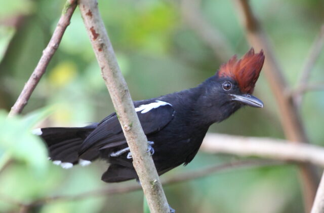 Glossy Antshrike