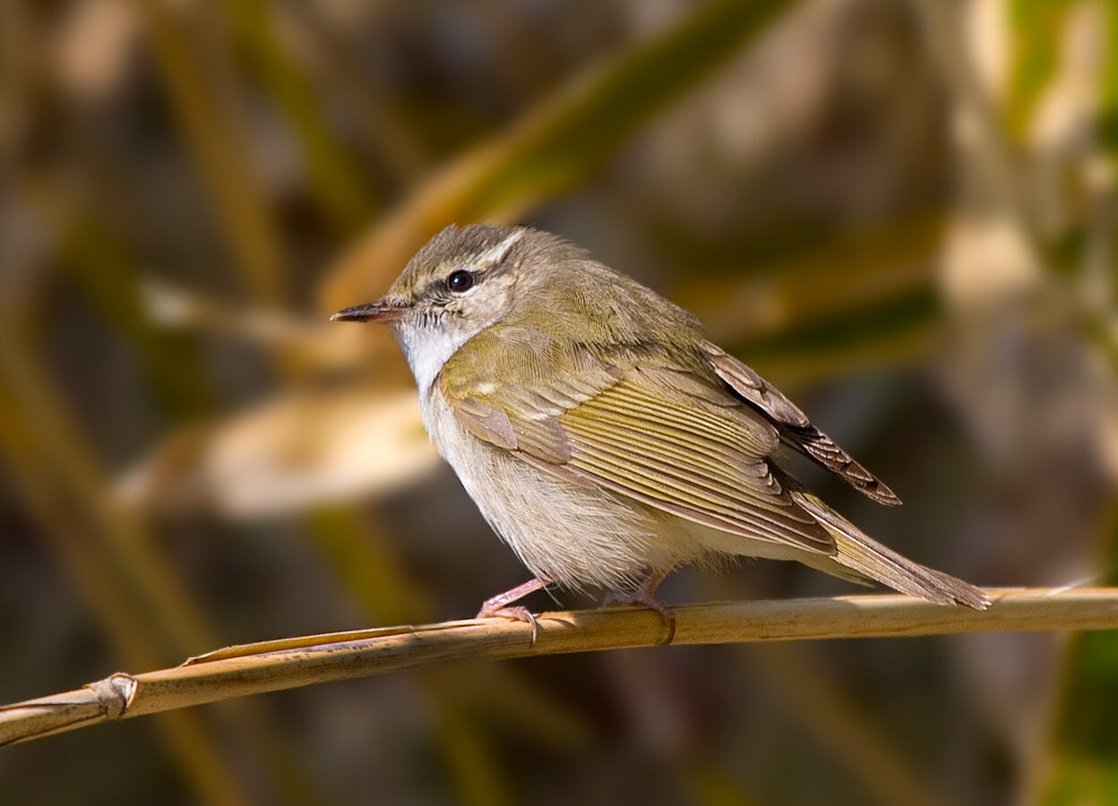 Sakhalin Leaf Warbler