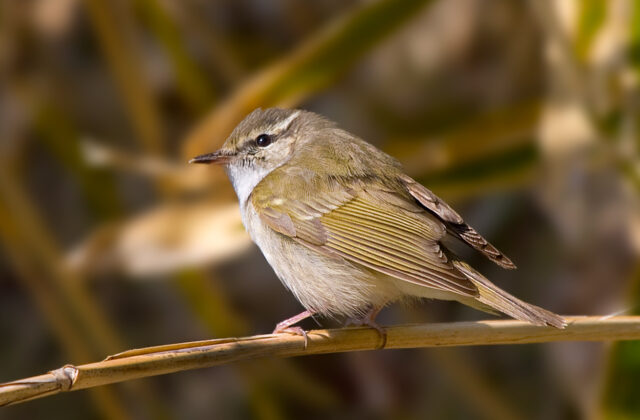 Sakhalin Leaf Warbler