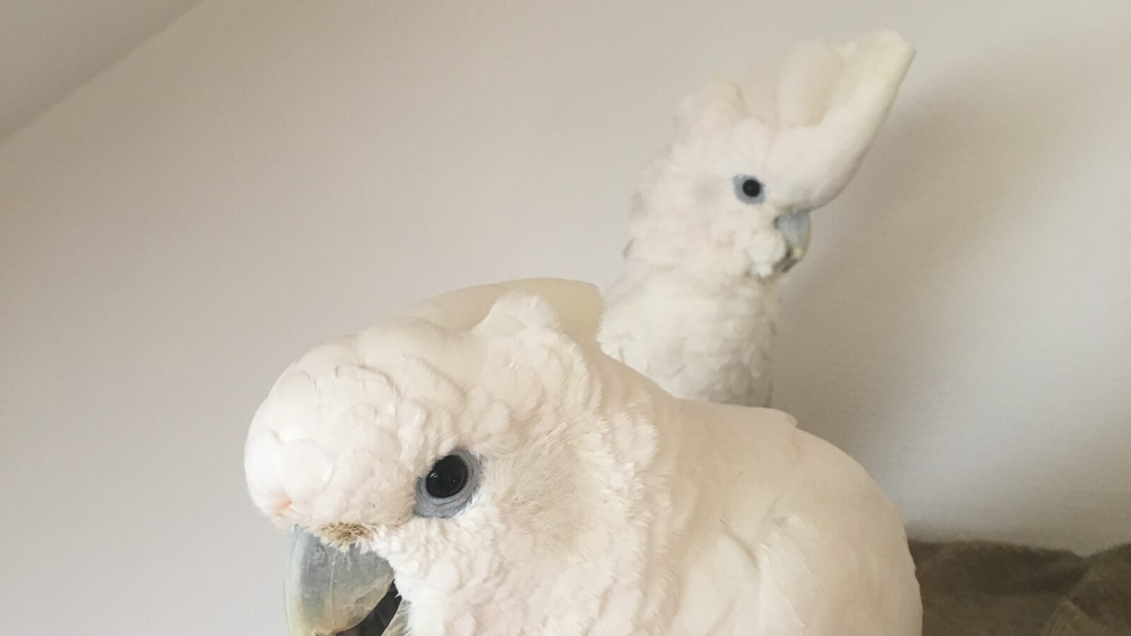 Solomons Corella