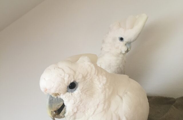 Solomons Corella