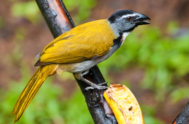Black-headed Saltator