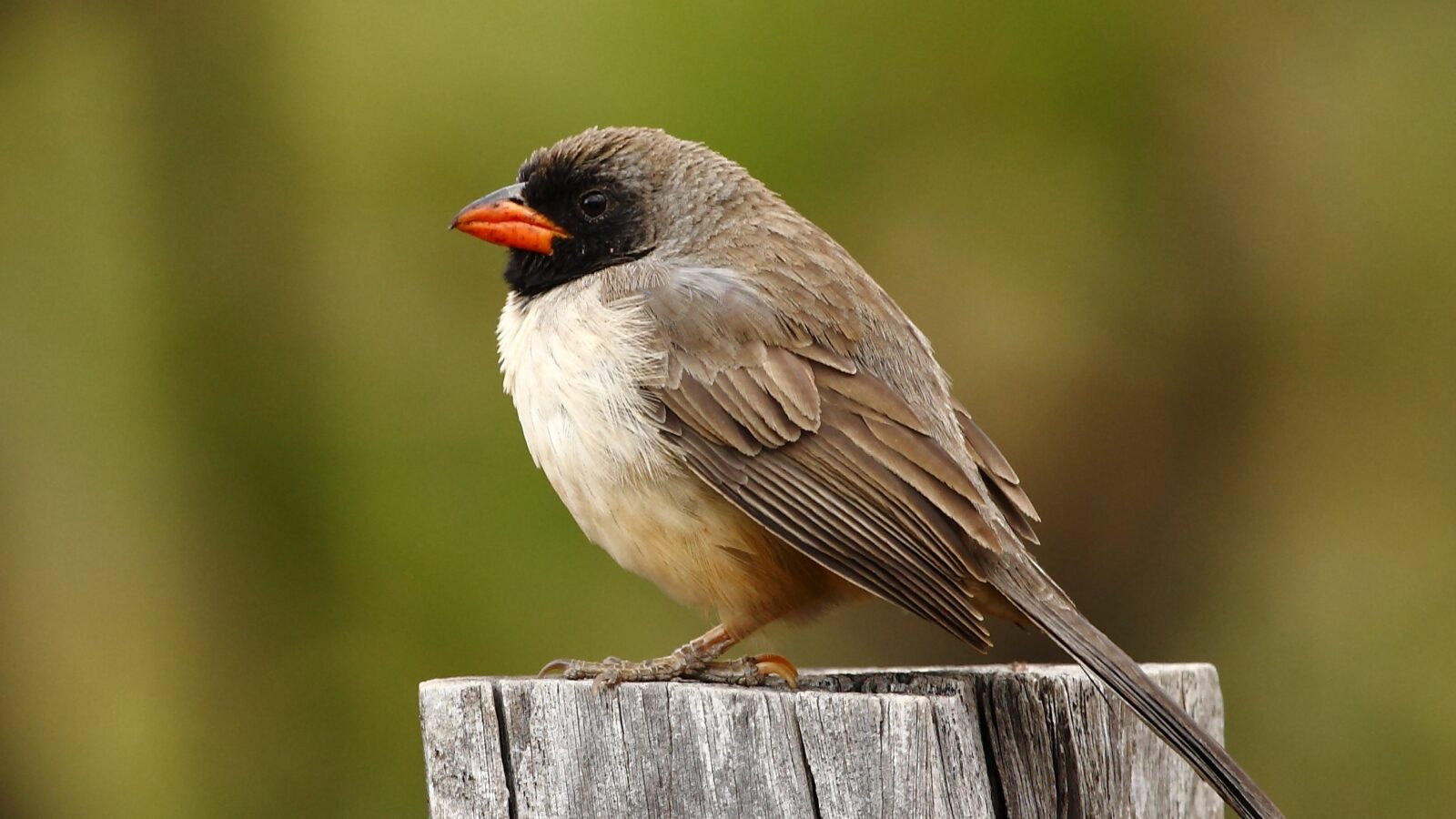 Black-throated Saltator