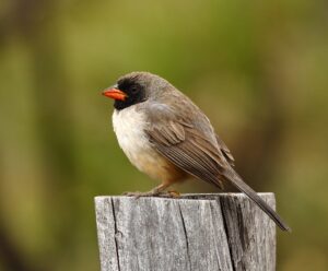 Black-throated Saltator