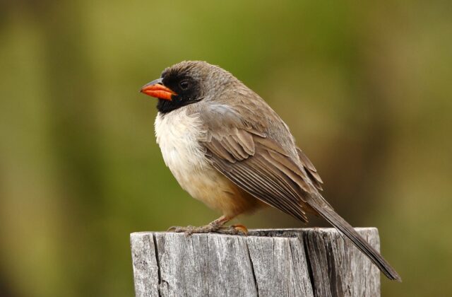 Black-throated Saltator