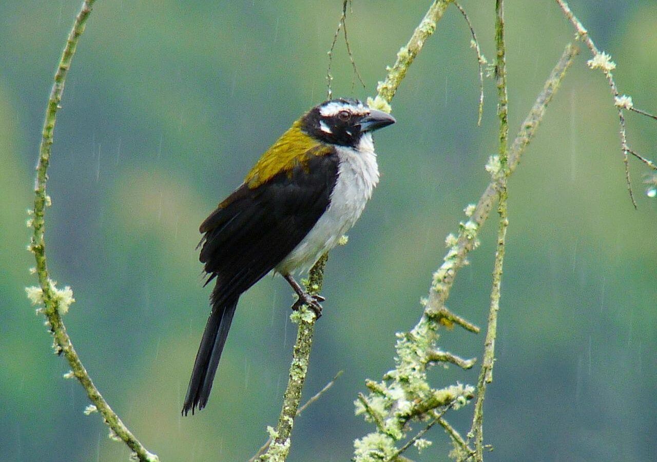 Black-winged Saltator