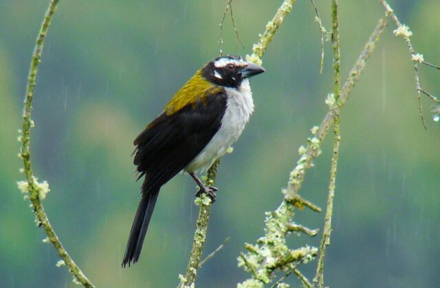 Black-winged Saltator