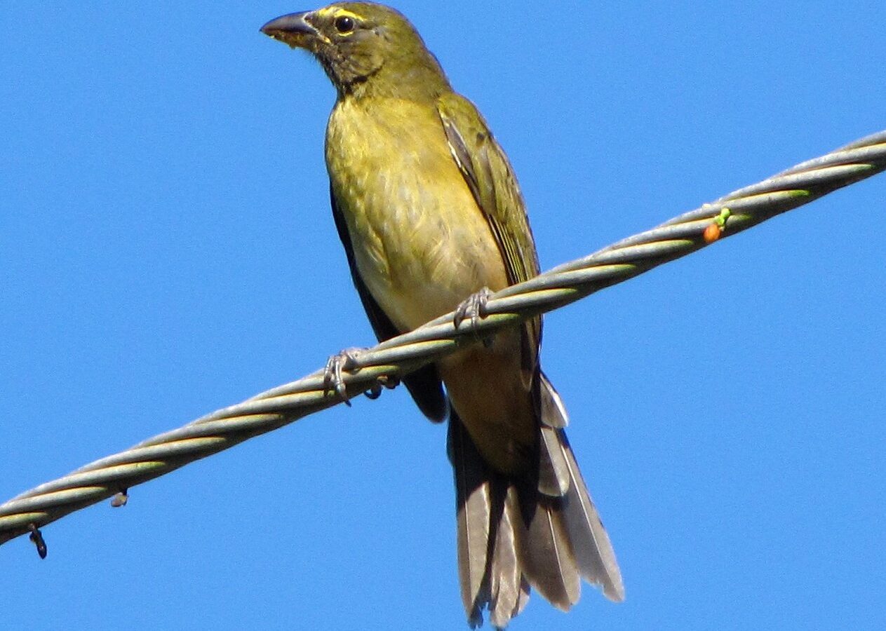 Olive-grey Saltator