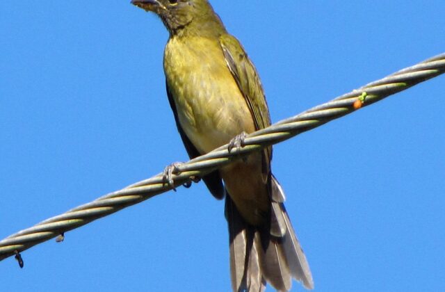 Olive-grey Saltator