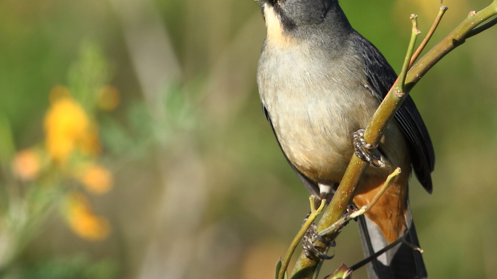 Bluish-grey Saltator