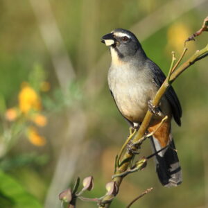 Bluish-grey Saltator