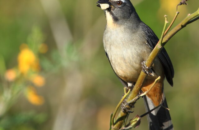 Bluish-grey Saltator