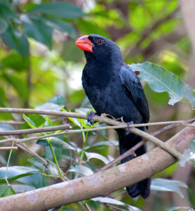 Black-throated Grosbeak