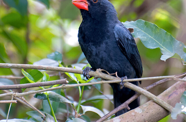 Black-throated Grosbeak