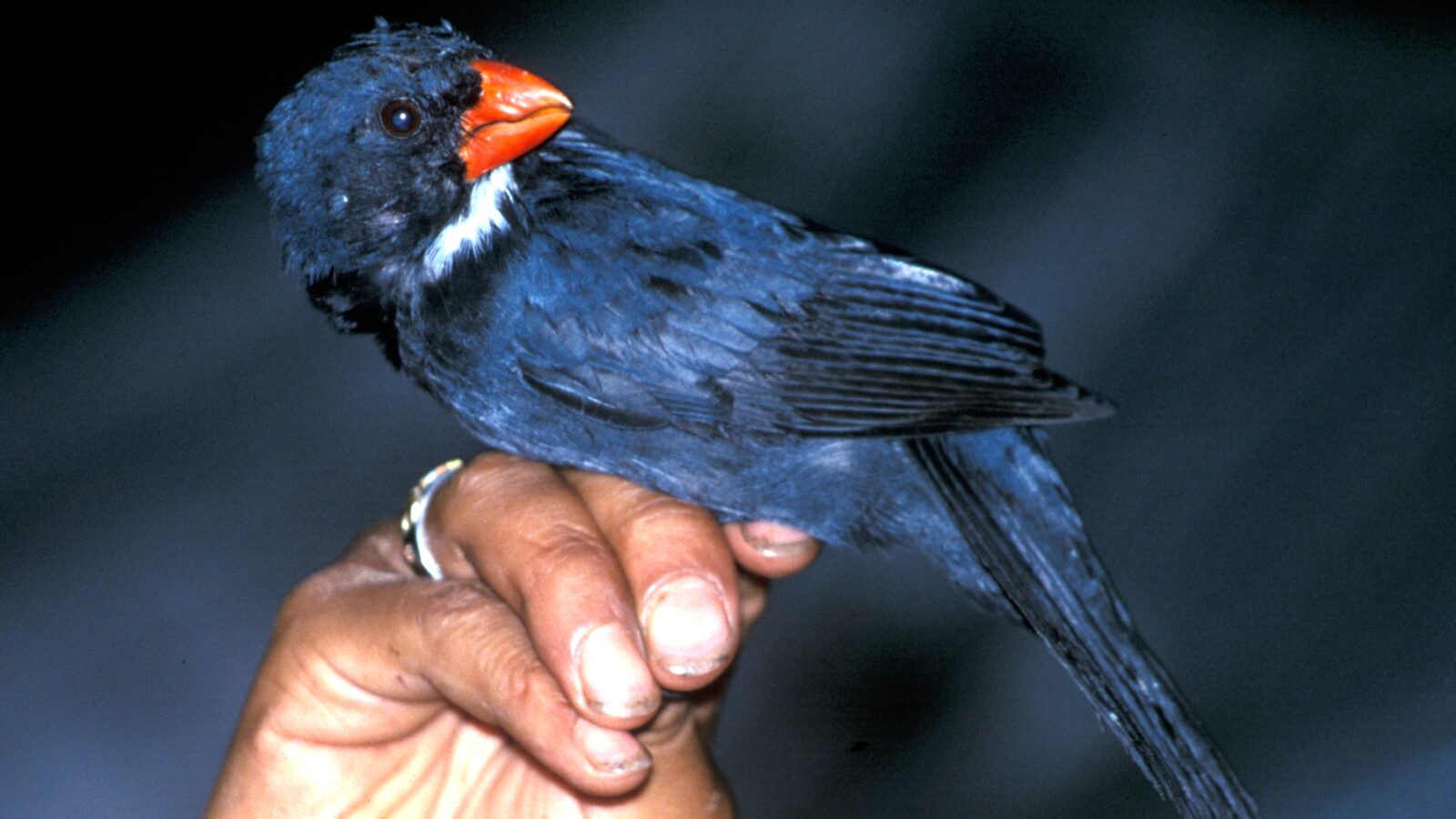 Slate-colored Grosbeak