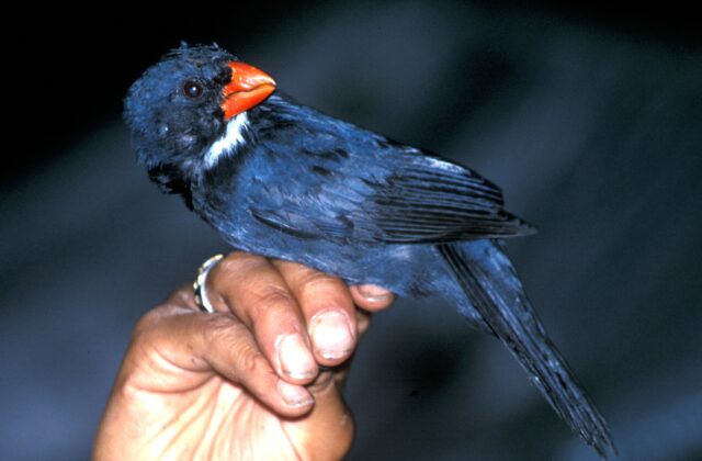 Slate-colored Grosbeak