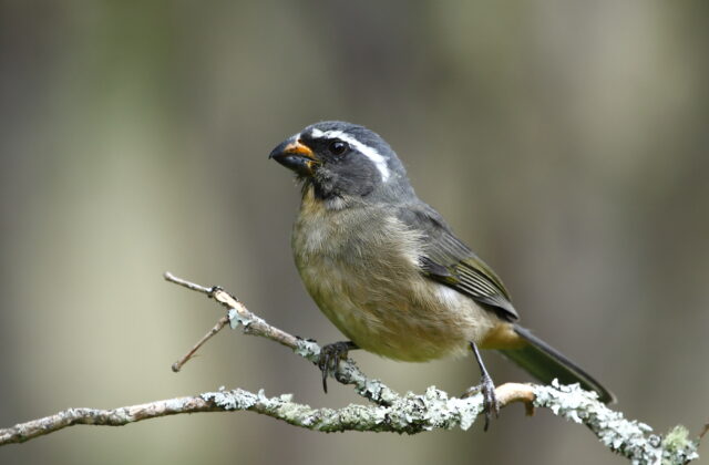 Thick-billed Saltator