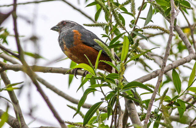 Rufous-bellied Mountain Tanager