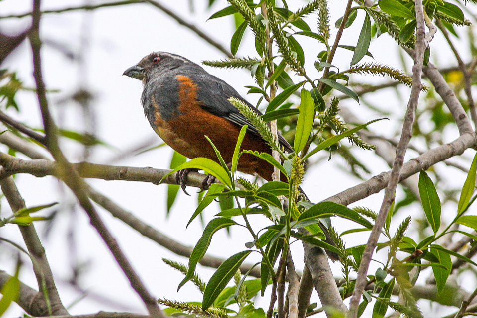 Rufous-bellied Mountain Tanager