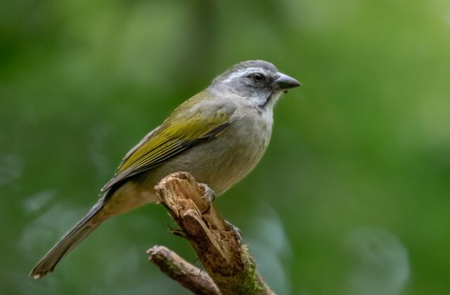 Green-winged Saltator